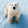 北极熊的头像