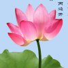 芙蓉的头像