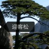 迎客松的头像
