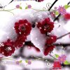 寒梅傲雪的头像