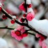 傲雪寒梅的头像