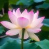 莲花的头像