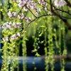 青青草儿的头像