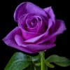 紫玫瑰的头像