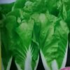美好人生（忙回访迟.见谅）的头像
