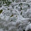 雪的头像