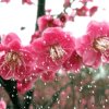 莉莉的头像