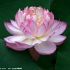 范清的头像