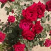 秋天的玫瑰的头像