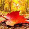 秋枫落叶的头像