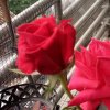 春暖花开的头像