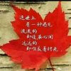 枫叶的头像