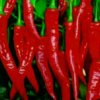 辣椒的头像