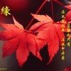 叶儿的头像