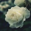 白玫瑰꧂的头像