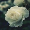 白玫瑰꧂的头像