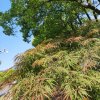 ༺豪翼༻最美相遇（停bi）的头像
