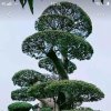 平平安安的头像
