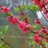 桃花的头像