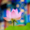 心静明月【停号】的头像