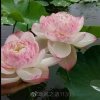 ☆♡☆的头像