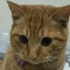 猫的头像