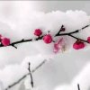  寒梅傲雪 专业销售默默电话13893652468的头像