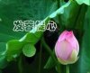 菩提的头像