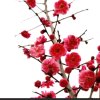 筝春天的梅花的头像