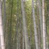 歲月無聲hlg的头像