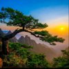 深山老林的头像