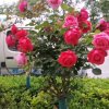 菊花茶.有仿必回的头像