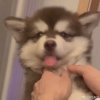 成墨的头像