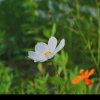 生如夏花的头像