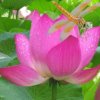 じ☆ve 荷轩亭的头像
