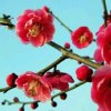 薛老师的头像