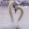 ღ᭄ꦿཉི萍水不相逢的头像