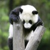 相识是缘的头像