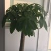 冷漠的雾蒙蒙的头像