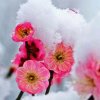 雪中梅的头像