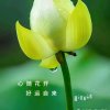 杨阳的头像