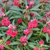 花儿朵朵的头像