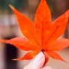 枫叶的头像