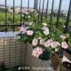 美好时光的头像
