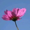 春暖花开的头像