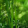 向竹的头像