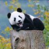 韦姐姐的头像
