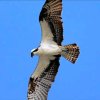 蓝天雄鹰的头像