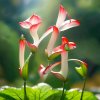 淡淡の、清香的头像