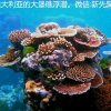钦佩的头像